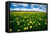 Grand Tetons, Wyoming: a Field of Dandelions Bloom Outside or Mormon Row-Brad Beck-Framed Stretched Canvas