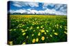 Grand Tetons, Wyoming: a Field of Dandelions Bloom Outside or Mormon Row-Brad Beck-Stretched Canvas