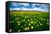 Grand Tetons, Wyoming: a Field of Dandelions Bloom Outside or Mormon Row-Brad Beck-Framed Stretched Canvas