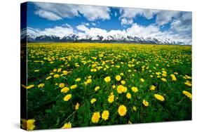 Grand Tetons, Wyoming: a Field of Dandelions Bloom Outside or Mormon Row-Brad Beck-Stretched Canvas