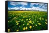 Grand Tetons, Wyoming: a Field of Dandelions Bloom Outside or Mormon Row-Brad Beck-Framed Stretched Canvas