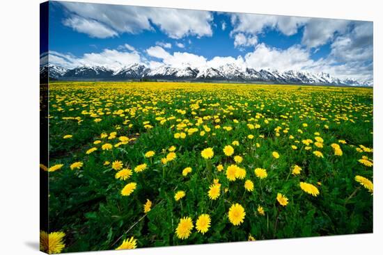 Grand Tetons, Wyoming: a Field of Dandelions Bloom Outside or Mormon Row-Brad Beck-Stretched Canvas