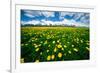 Grand Tetons, Wyoming: a Field of Dandelions Bloom Outside or Mormon Row-Brad Beck-Framed Photographic Print