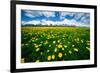 Grand Tetons, Wyoming: a Field of Dandelions Bloom Outside or Mormon Row-Brad Beck-Framed Photographic Print