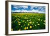 Grand Tetons, Wyoming: a Field of Dandelions Bloom Outside or Mormon Row-Brad Beck-Framed Photographic Print