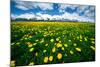 Grand Tetons, Wyoming: a Field of Dandelions Bloom Outside or Mormon Row-Brad Beck-Mounted Photographic Print
