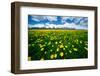 Grand Tetons, Wyoming: a Field of Dandelions Bloom Outside or Mormon Row-Brad Beck-Framed Photographic Print