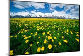 Grand Tetons, Wyoming: a Field of Dandelions Bloom Outside or Mormon Row-Brad Beck-Mounted Photographic Print