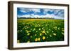 Grand Tetons, Wyoming: a Field of Dandelions Bloom Outside or Mormon Row-Brad Beck-Framed Photographic Print