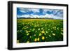 Grand Tetons, Wyoming: a Field of Dandelions Bloom Outside or Mormon Row-Brad Beck-Framed Photographic Print