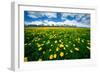 Grand Tetons, Wyoming: a Field of Dandelions Bloom Outside or Mormon Row-Brad Beck-Framed Photographic Print