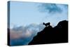 Grand Tetons, Wyoming: an Early Morning Sunrise Shows Silhouettes of Big Horn Sheep-Brad Beck-Stretched Canvas