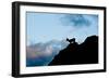 Grand Tetons, Wyoming: an Early Morning Sunrise Shows Silhouettes of Big Horn Sheep-Brad Beck-Framed Photographic Print
