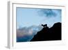 Grand Tetons, Wyoming: an Early Morning Sunrise Shows Silhouettes of Big Horn Sheep-Brad Beck-Framed Photographic Print