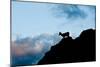 Grand Tetons, Wyoming: an Early Morning Sunrise Shows Silhouettes of Big Horn Sheep-Brad Beck-Mounted Photographic Print