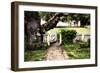 Grandfather Tree II-Alan Hausenflock-Framed Photographic Print