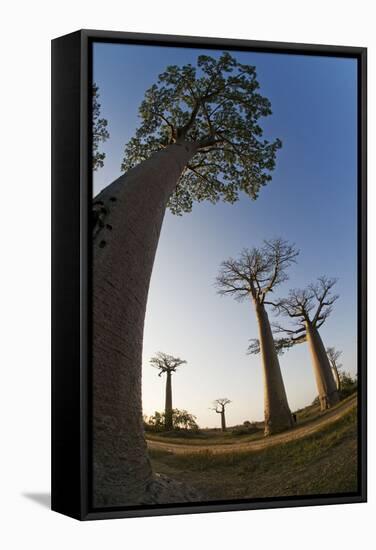 Grandidier Baobabs Avenue of Baobabs Trees-null-Framed Stretched Canvas