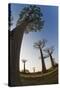 Grandidier Baobabs Avenue of Baobabs Trees-null-Stretched Canvas