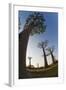 Grandidier Baobabs Avenue of Baobabs Trees-null-Framed Photographic Print