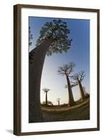 Grandidier Baobabs Avenue of Baobabs Trees-null-Framed Photographic Print