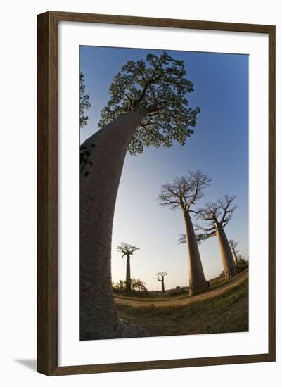 Grandidier Baobabs Avenue of Baobabs Trees-null-Framed Photographic Print