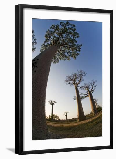 Grandidier Baobabs Avenue of Baobabs Trees-null-Framed Photographic Print