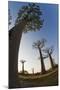 Grandidier Baobabs Avenue of Baobabs Trees-null-Mounted Photographic Print