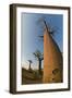 Grandidier Baobabs Avenue of Baobabs Trees-null-Framed Photographic Print