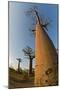 Grandidier Baobabs Avenue of Baobabs Trees-null-Mounted Photographic Print