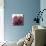 Grandiflora Blush II-Linda Wood-Stretched Canvas displayed on a wall