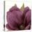 Grandiflora Blush II-Linda Wood-Stretched Canvas