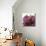 Grandiflora Blush II-Linda Wood-Stretched Canvas displayed on a wall