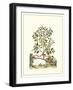 Grandiose View III-Abraham Munting-Framed Art Print