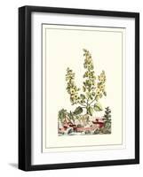 Grandiose View IV-Abraham Munting-Framed Art Print