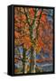 Grandparent Trees-Robert Goldwitz-Framed Stretched Canvas