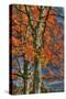 Grandparent Trees-Robert Goldwitz-Stretched Canvas