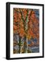 Grandparent Trees-Robert Goldwitz-Framed Photographic Print