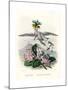 Grandville Hortensia-J^J^ Grandville-Mounted Giclee Print