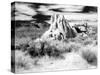 Granite Formation, Joshua Tree National Park, California, USA-Janell Davidson-Stretched Canvas