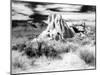 Granite Formation, Joshua Tree National Park, California, USA-Janell Davidson-Mounted Photographic Print