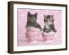 Granite & Jasmine-Rachael Hale-Framed Photographic Print