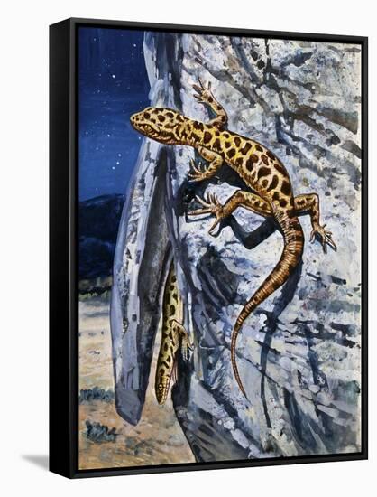 Granite Night Lizard (Xantusia Henshawi), Xantusiidae-null-Framed Stretched Canvas