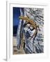 Granite Night Lizard (Xantusia Henshawi), Xantusiidae-null-Framed Giclee Print