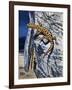 Granite Night Lizard (Xantusia Henshawi), Xantusiidae-null-Framed Giclee Print