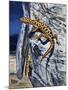 Granite Night Lizard (Xantusia Henshawi), Xantusiidae-null-Mounted Giclee Print