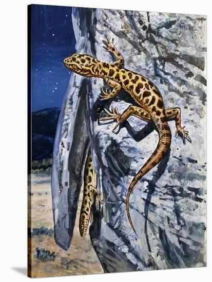 Granite Night Lizard (Xantusia Henshawi), Xantusiidae-null-Stretched Canvas