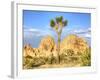 Granite Rock Formation and Joshua Tree, Joshua Tree National Park, California, Usa-Jamie & Judy Wild-Framed Photographic Print