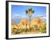 Granite Rock Formation and Joshua Tree, Joshua Tree National Park, California, Usa-Jamie & Judy Wild-Framed Photographic Print