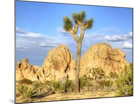 Granite Rock Formation and Joshua Tree, Joshua Tree National Park, California, Usa-Jamie & Judy Wild-Mounted Photographic Print