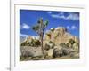 Granite Rock Formation and Joshua Tree, Joshua Tree National Park, California, Usa-Jamie & Judy Wild-Framed Photographic Print